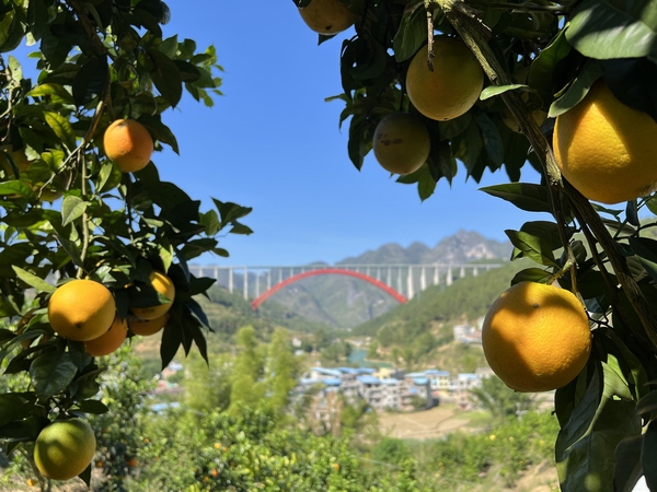 罗甸县沫阳镇董当村脐橙种植基地。