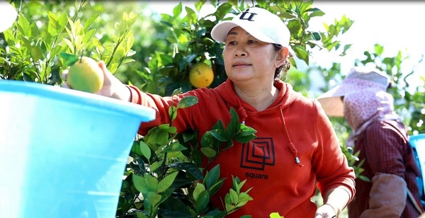 游客在采摘脐橙。