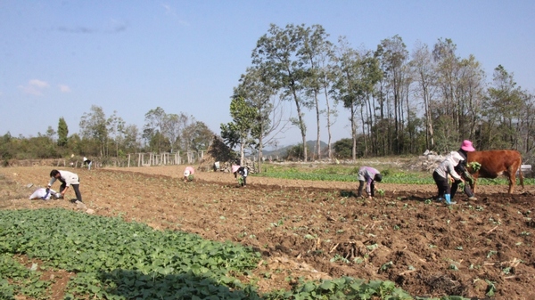 村民們在新開溝的田地裡有條不紊忙碌著，運苗、移栽、施肥。丁文根攝
