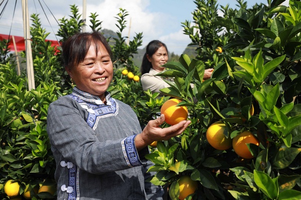 贵州独山蜂蜜脐橙正式开采。