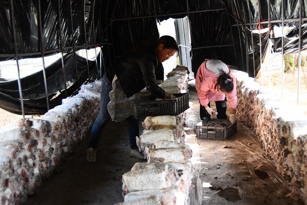 织金县三塘镇仿生食用菌种植基地务工群众正在采摘平菇。张云航摄