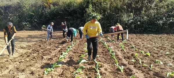 种植蔬菜。