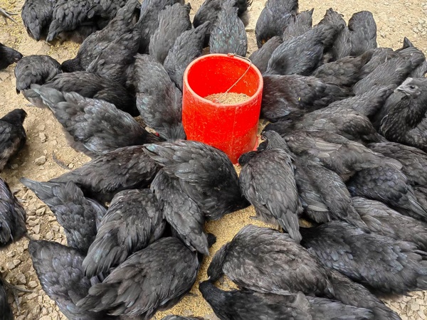 雞群在進食農家谷物飼料。（圖片由受訪者提供）