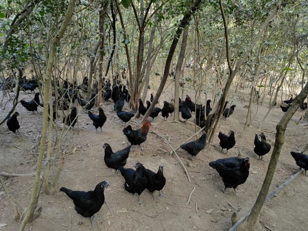 鸡群在林下觅食。（图片由受者提供）
