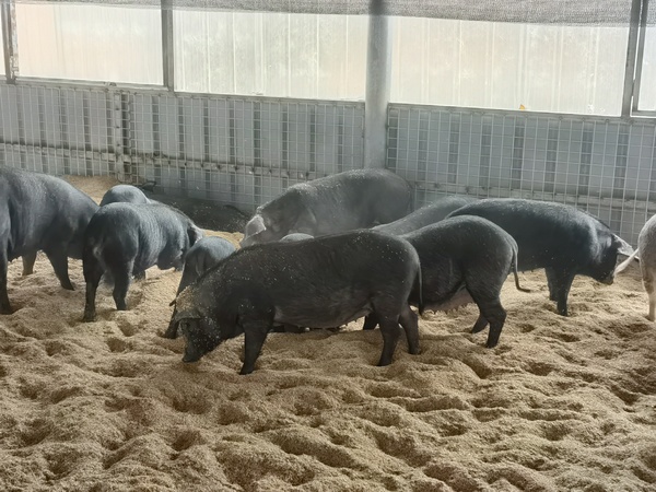 大方縣大山鄉鬆明村養殖場雷香豬正在進食。