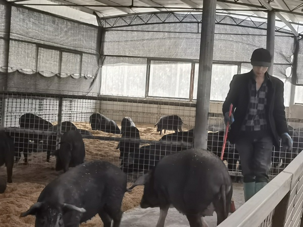 大方縣大山鄉鬆明村養殖場飼養員肖朝俊打掃豬舍衛生。