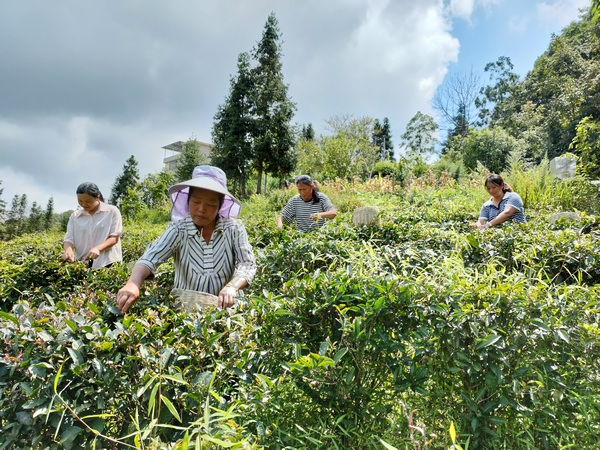郊納鎮茶農在採摘茶葉。