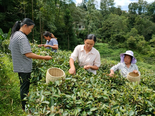 郊納鎮茶農在採摘茶葉。