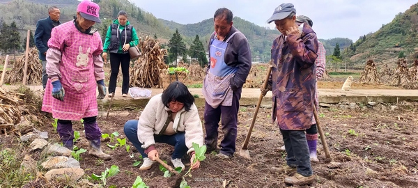大方县鼎新乡农技人员作移栽技术指导。