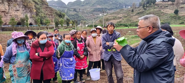 大方县农技人员作移栽技术指导。