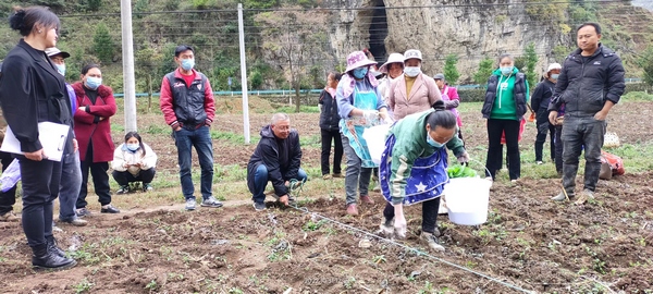 大方县农技专家指导村民种植油菜。