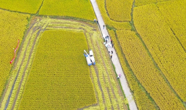高峰鎮龍寶大壩水稻開展全田實割實測“川種優3607”測產。