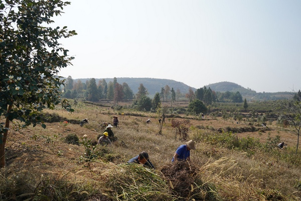  三水區岑鞏縣東西部協作共建產業園天星鄉三星村油茶基地，村民們正在忙著進行除草管護工作。