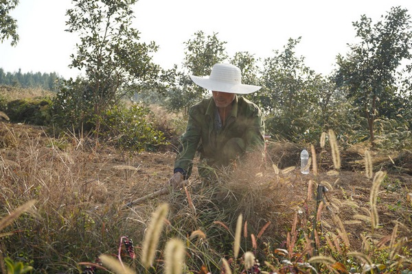 村民杨通富正在油茶基地进行割草管护工作。