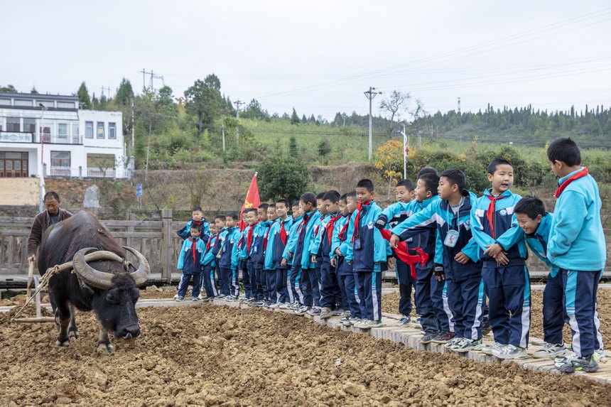 2022年11月14日，施秉縣第一小學學生在施秉縣甘溪鄉望城農耕研學實踐基地參觀傳統牛耕。