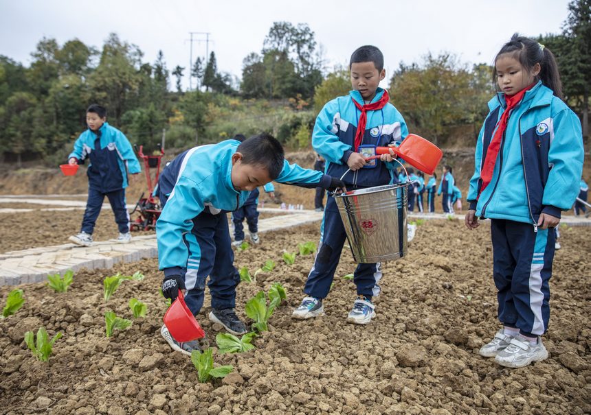 2022年11月14日，施秉县第一小学学生在施秉县甘溪乡望城农耕研学实践基地给刚种植的白菜浇水。