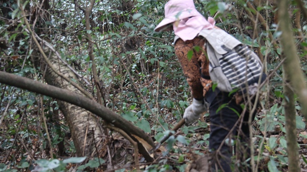 桂花鄉回龍村村民正在管護野生油茶樹1