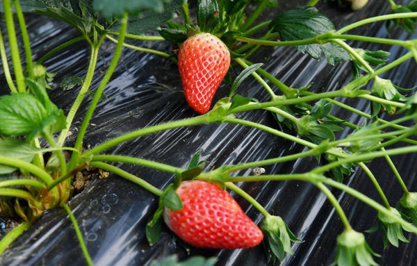 大棚裡生長的草莓。