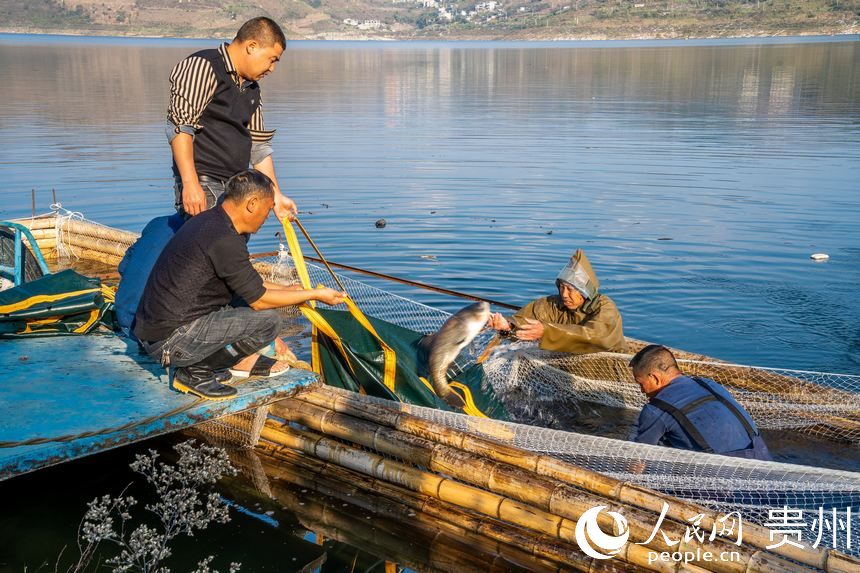 工作人員正在捕撈收獲的鳙魚和鰱魚。人民網記者 涂敏攝