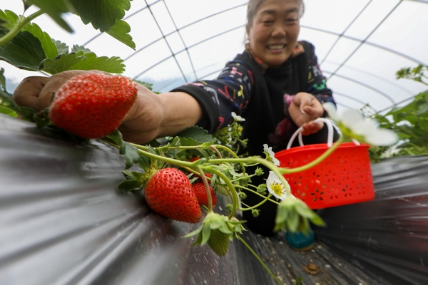 摘草莓。