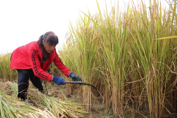 農戶收割豐收的水稻。