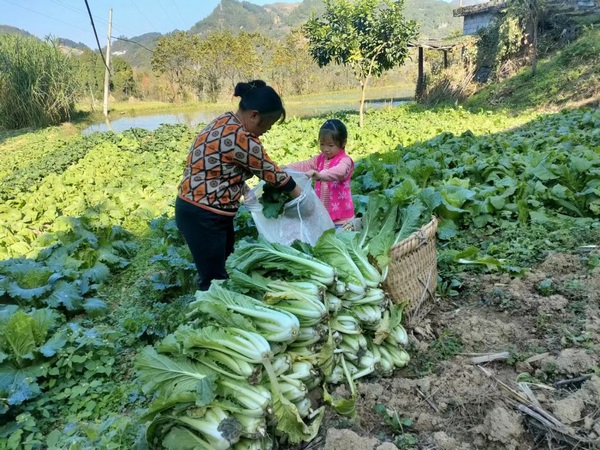 村民代表把自己種的白菜捐出去。