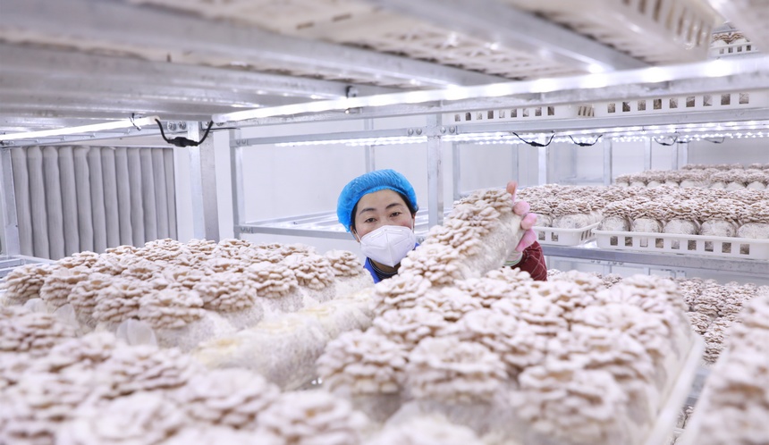 工人在採收白參菌。周訓貴攝