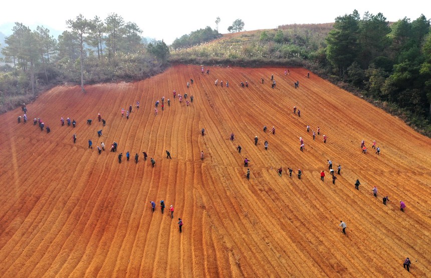 12月5日，村民在太子參種植基地整理苗床（無人機照片）。