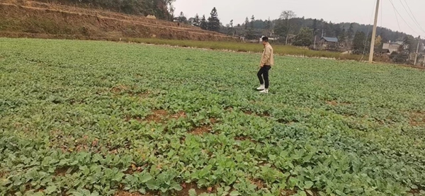 农业中心工作人员查看四坪村油菜种植情况