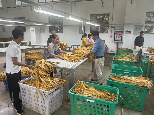 冯三镇烤烟收购现场。