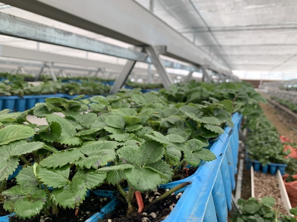 草莓苗 。邹琴印摄