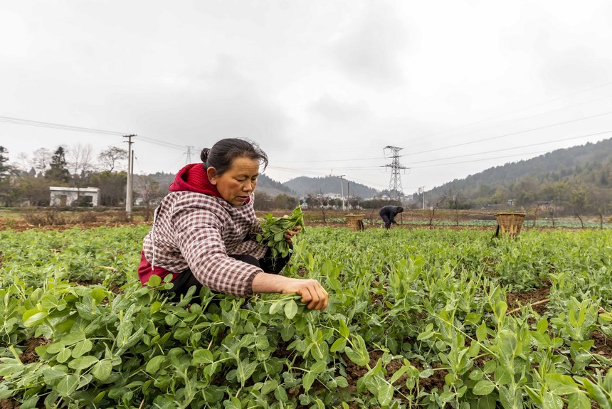2022年12月7日，农民在贵州省黔西市文峰街道马厂社区采收蔬菜。
