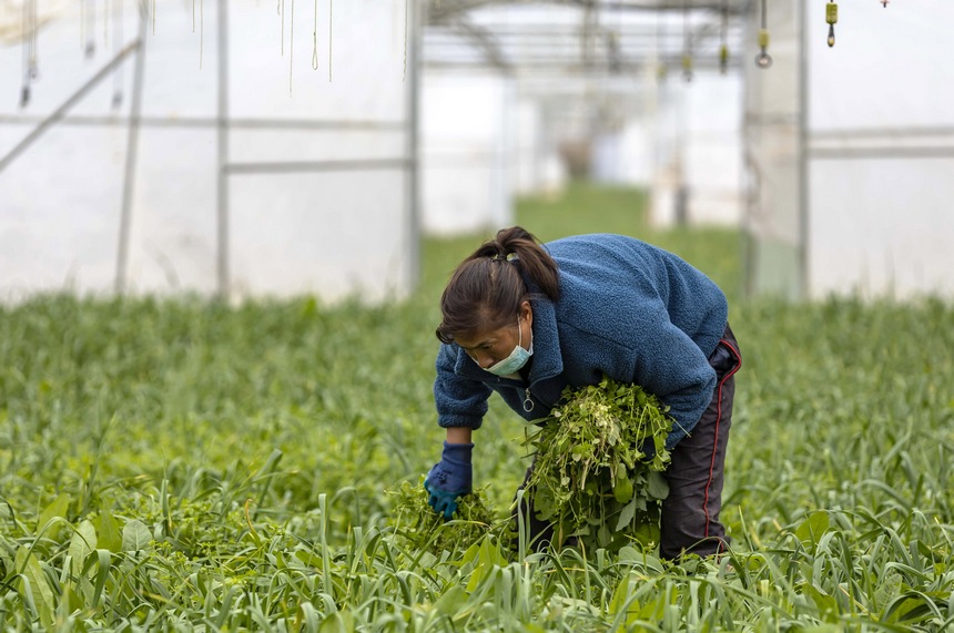 2022年12月7日，農民在貴州省黔西市文峰街道田坎社區蔬菜大棚基地管護大蒜。