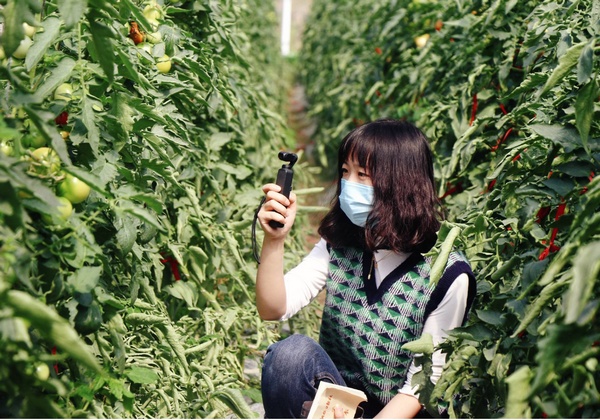6銅仁日報社記者李紫英正在大棚蔬菜基地拍攝新媒體畫面。