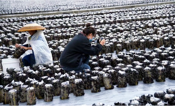 9銅仁日報社融媒體中心記者楊巧麗在食用菌基地採訪。
