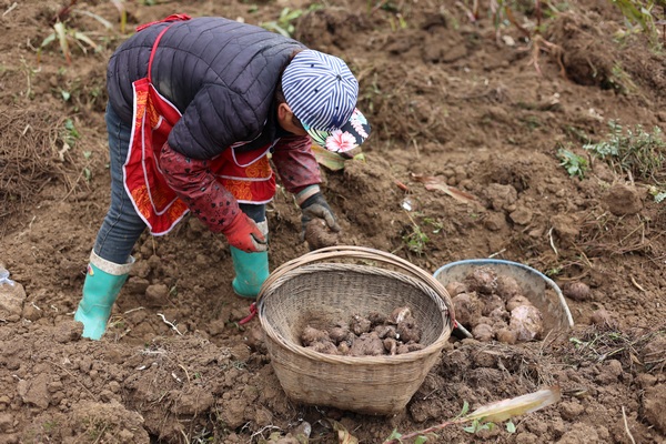 七星关区田坝桥镇螃蟹社区 村民正在采收魔芋。
