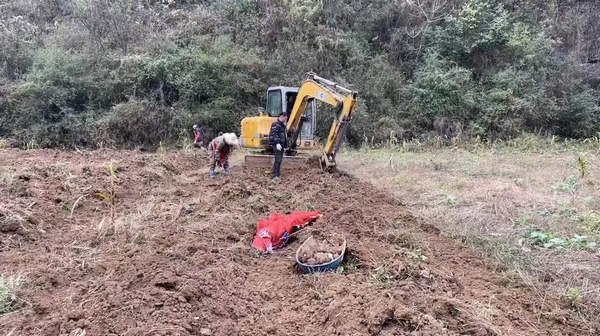七星关区田坝桥镇螃蟹社区魔芋种植基地 采收机正在挖魔芋。