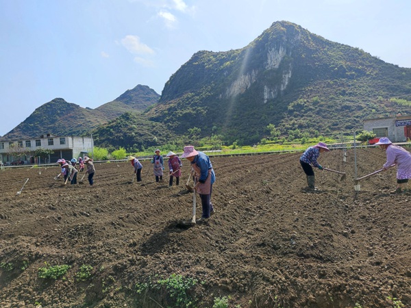 村民正在进行瓜蒌种植