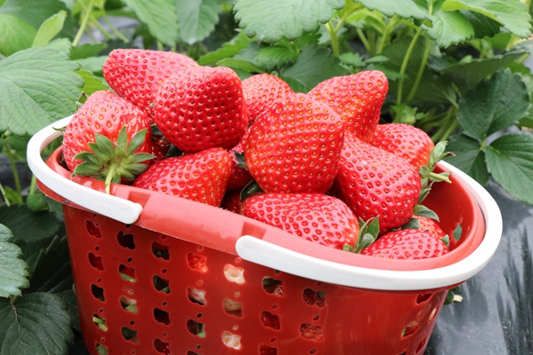 七星关区朱昌镇双堰社区致公果园草莓种植大棚 已采摘好的草莓  刘伟海 摄