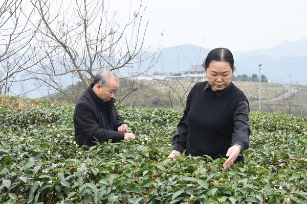 茶農正在管護茶林。