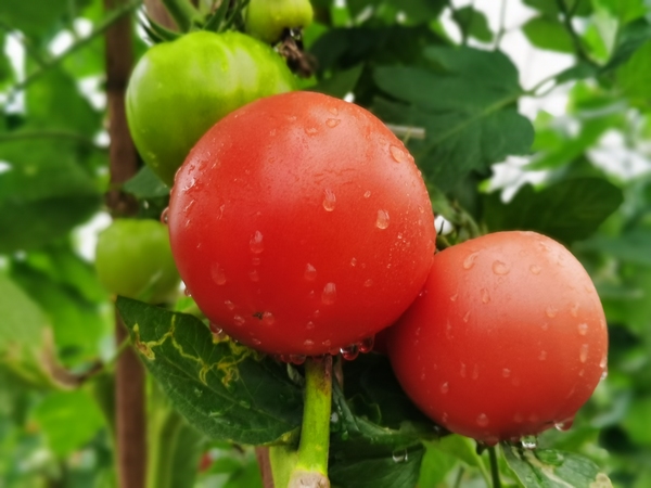 鲜嫩欲滴的番茄。