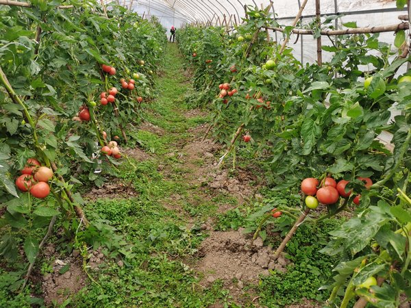 番茄种植大棚。