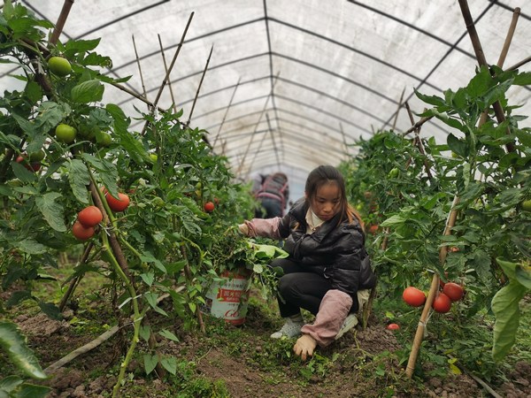 农户采摘成熟的番茄。