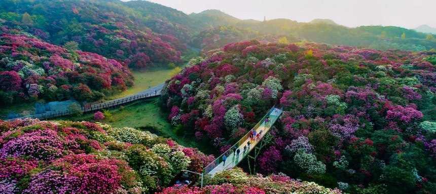 百里杜鹃。贵州省文旅厅供图