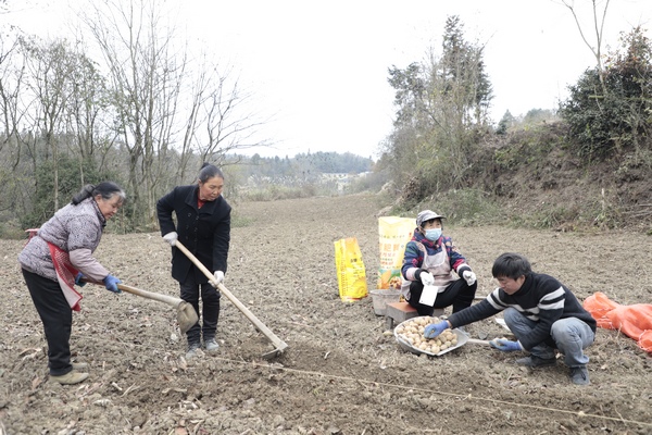 安洛乡大贤村的村民在地里种植马铃薯。