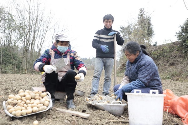 安洛乡大贤村的村民正在拌洋芋。