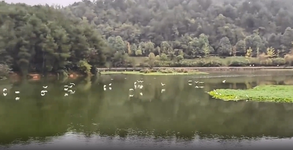东湖公园白鹭 (2)