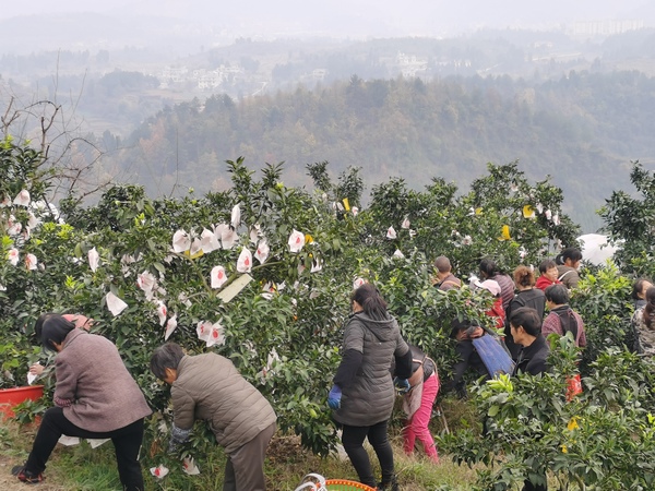 村民正在采摘柑橘。