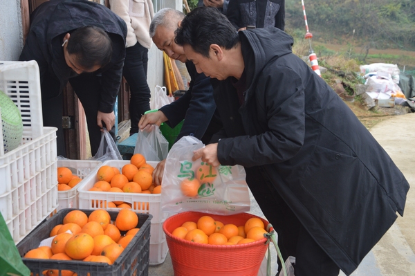 村民正在分拣柑橘。