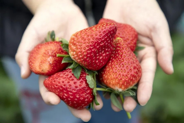 草莓不僅個大飽滿，口感也特別甜。